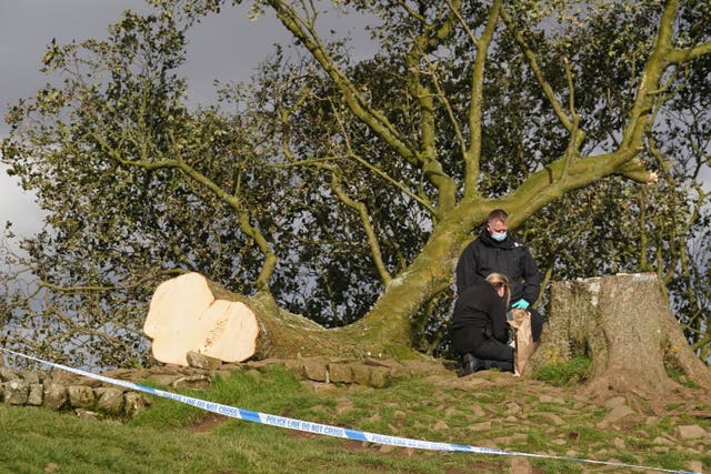 The felled Sycamore Gap tree, on Hadrian’s Wall in Northumberland.