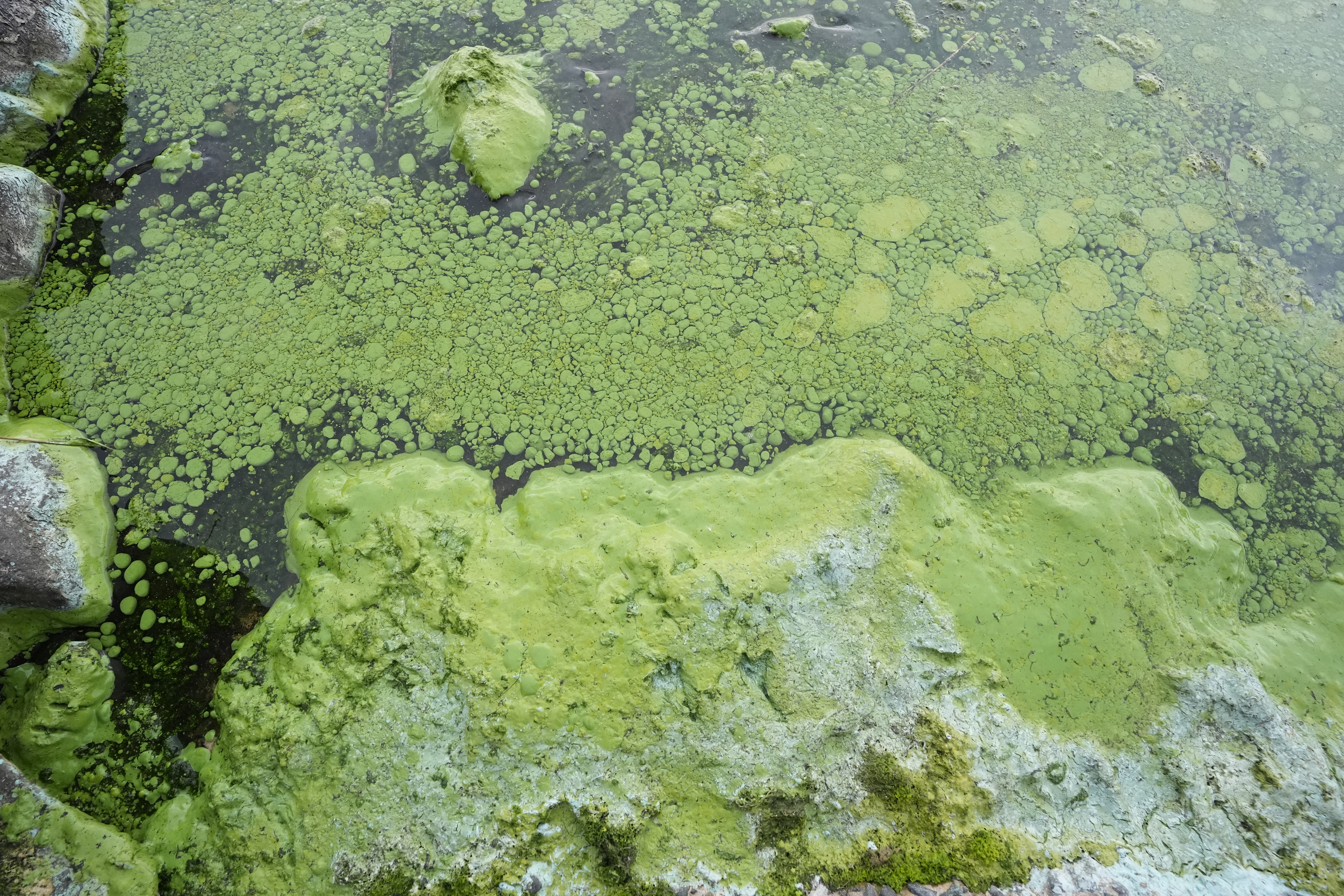 General views of blue green algae concentrations on the shores of Lough Neagh