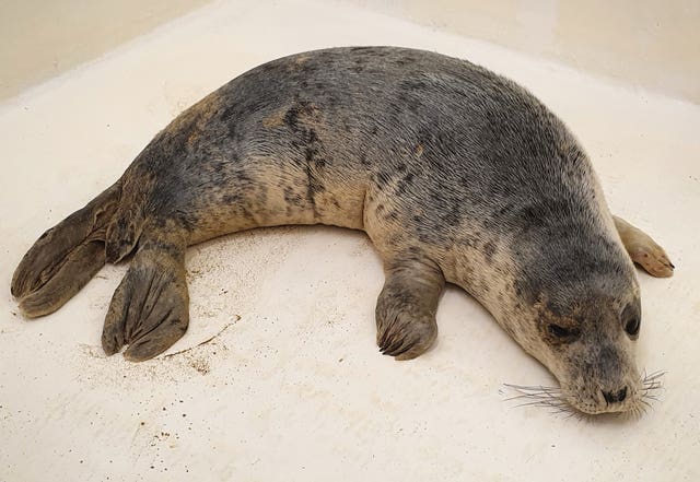 Stranded seal rescue