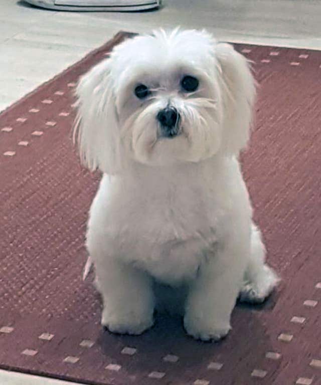 Vinnie, a Yorkshire Maltese cross belonging to Gabby and Florian Kuehn, who is not allowed to live with them (Handout/PA)