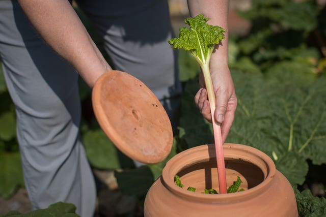 Rhubarb picking