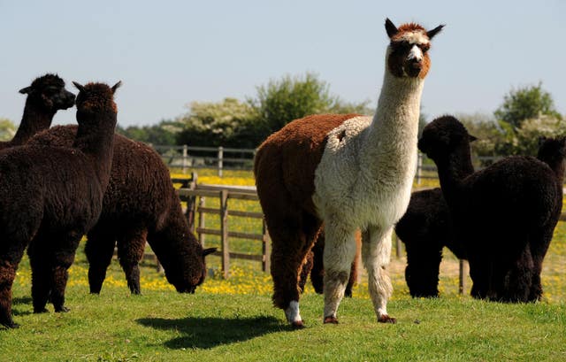 Alpacas