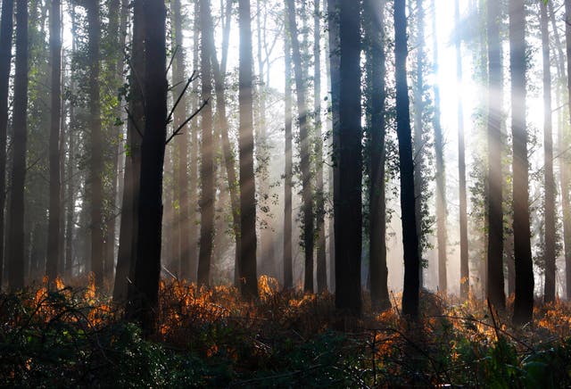 Forest stock