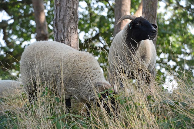 Hampstead Heath sheep