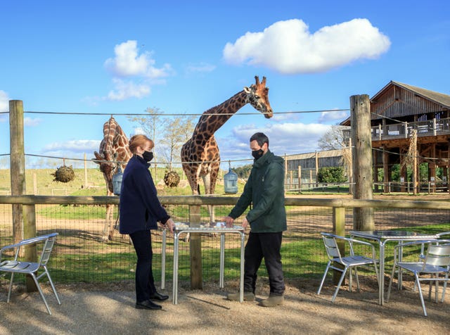 Giraffe