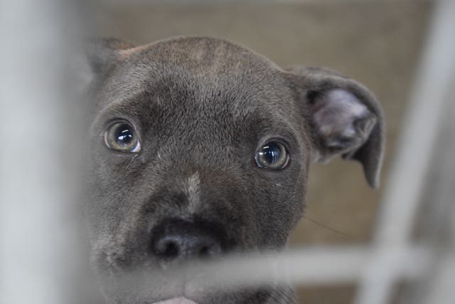 Puppy farm raid