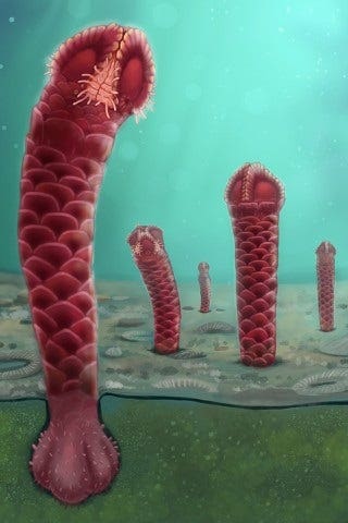 Species discovered in 2019