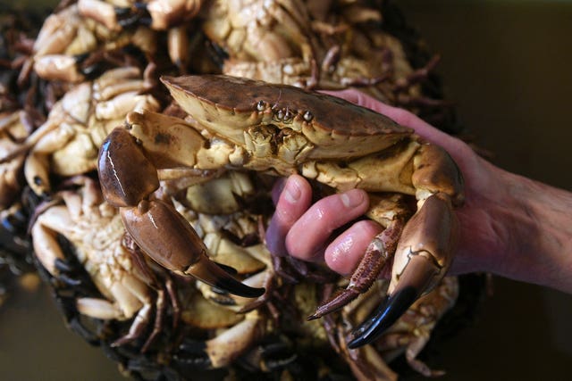 Cromer crab