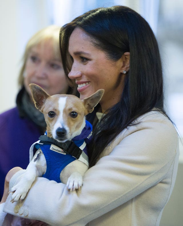 Meghan holding a Jack Russell called Minnie during her visit to Mayhew last year. Eddie Mulholland/Daily Telegraph