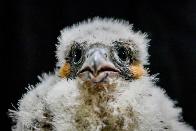 Peregrine falcon