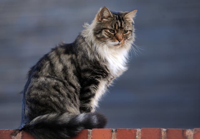 Pet cat