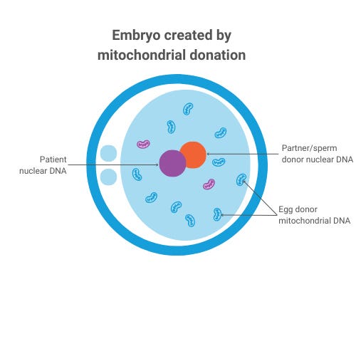 Eight babies born after Mitochondrial Donation