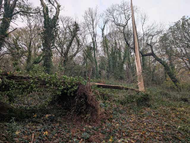 Fallen trees damaged by Storm Claudia near Aberystwyth