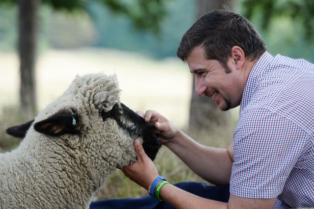 Hampstead Heath sheep