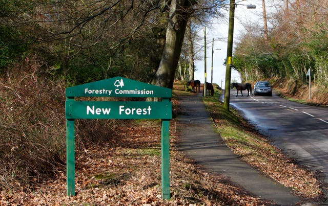 New Forest National Park