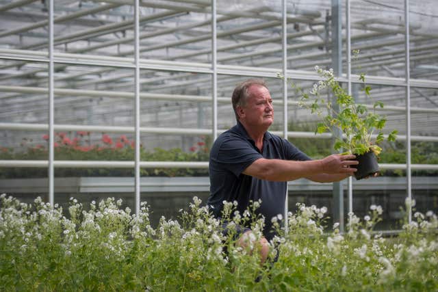 Flowers being inspected at the Royal Parks Nursery in Hyde Park, London (Victoria Jones/PA)