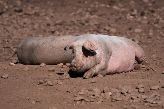 Pigs in field