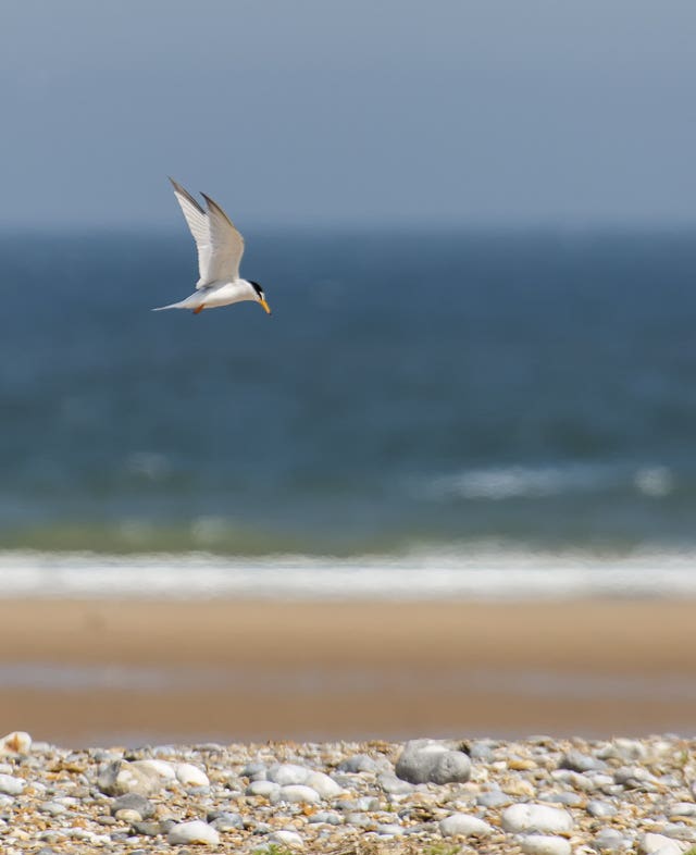 A little tern in flight over the coastline at Blakeney