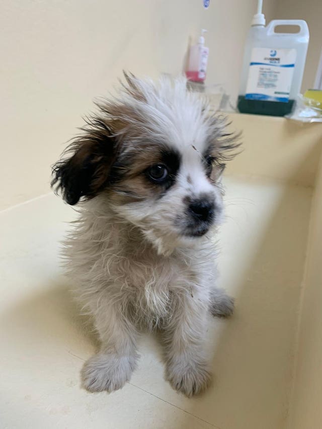 A puppy smuggled from Romania