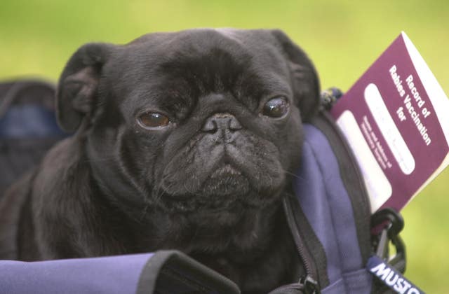 UK travellers will not be able to use pet passports from January 1 (Tim Ockenden/PA)