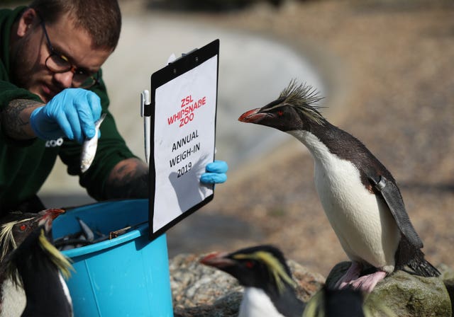 Annual weigh-in at Whipsnade Zoo
