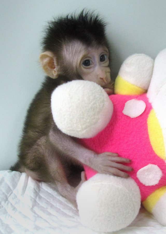 First primates cloned using transferred DNA
