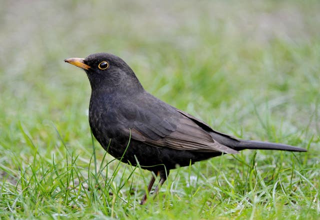 Garden bird stock