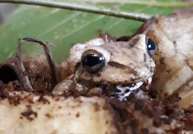 Asda the frog
