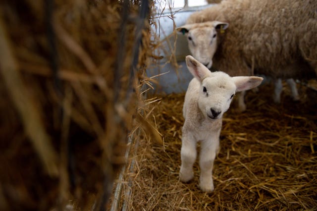 Newborn lambs in Warwickshire