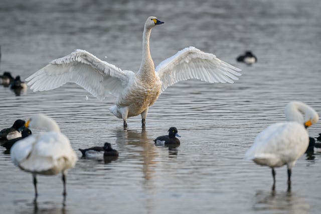 Swans