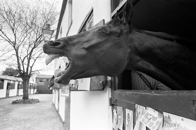 Red Rum was much more than a 'talking horse'