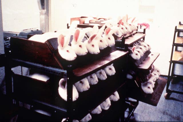 ANIMAL Testing filer2