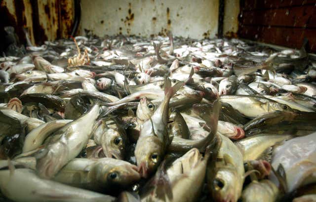 cod and haddock