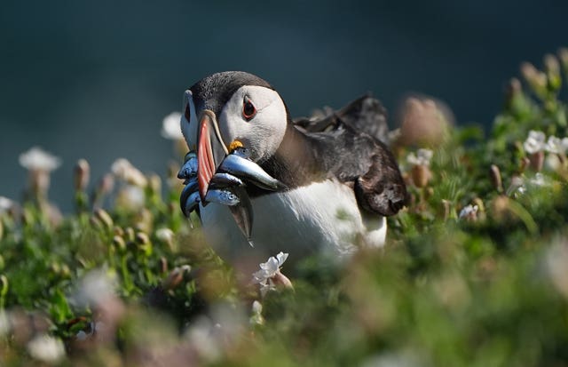 Puffin with fish in beak