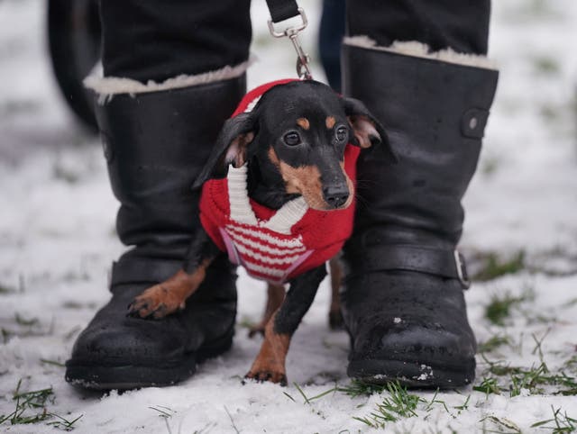 Christmas Sausage Dog Walk