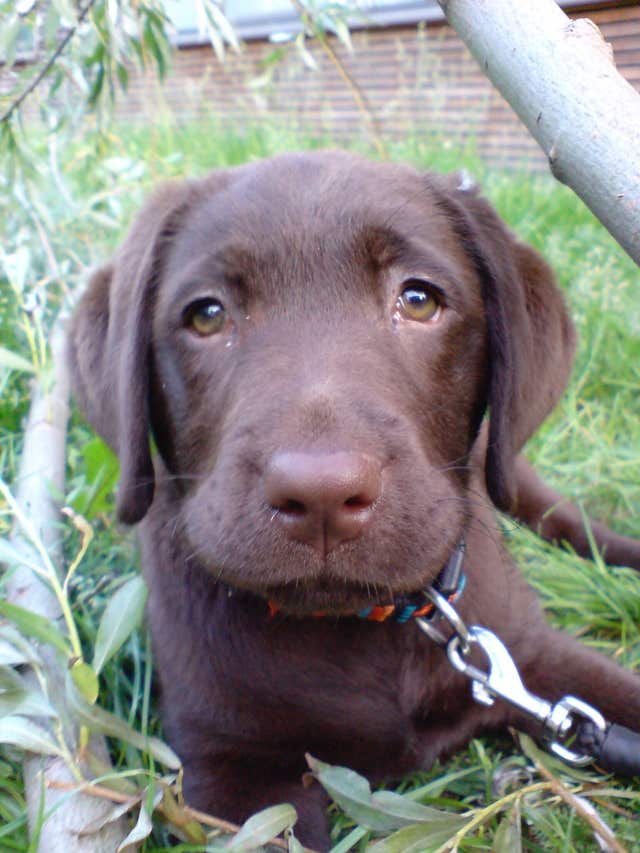 Dogs sad eyes evolved to appeal to humans