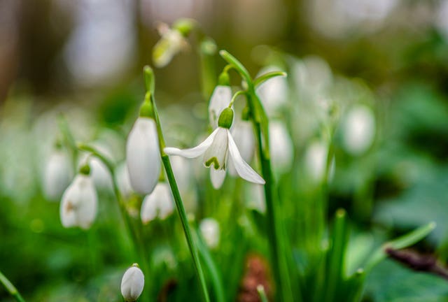 Snowdrops