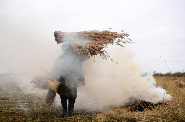 Reed cutting