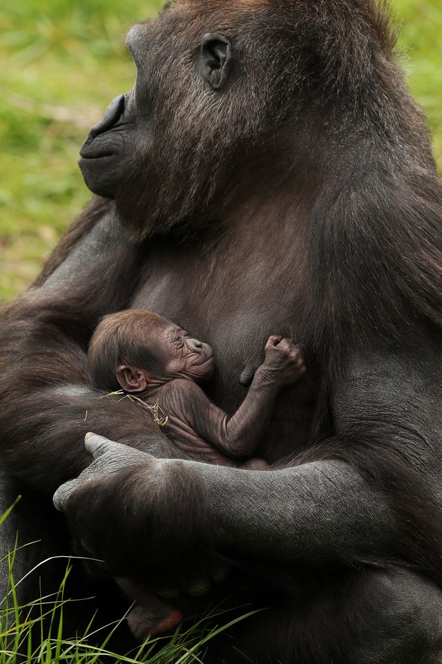 New baby gorilla at Dublin Zoo