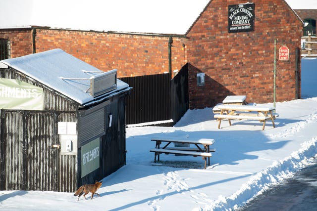 A fox walks around the Black Country Living Museum in Dudley