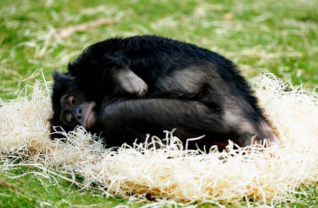 Bonobo