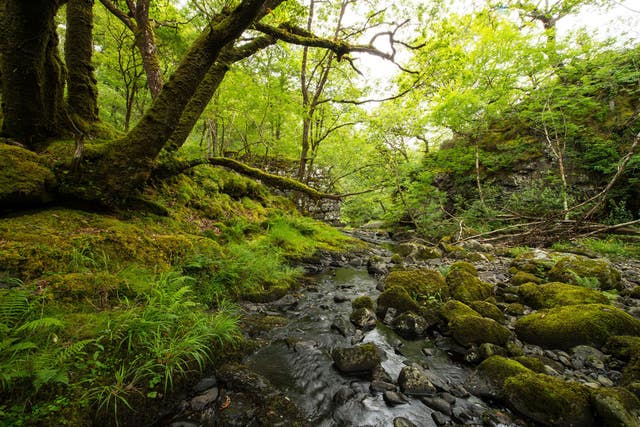 Woodland Trust appeal