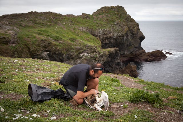 An expert removing a 10cm fishing hook and length of wire from the gullet of a great black-backed gull
