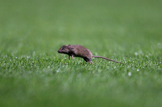 A mouse