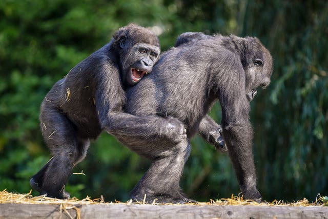 Gorilla family at Bristol Zoo