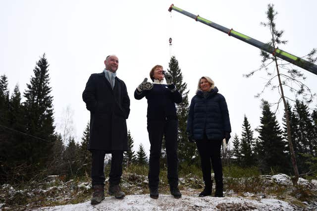 Tree felling
