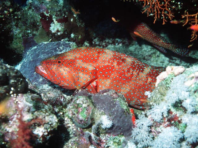 A fish near a coral reef