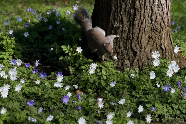A squirrel clings to the trunk of a tree in the Botanic Gardens in Dublin
