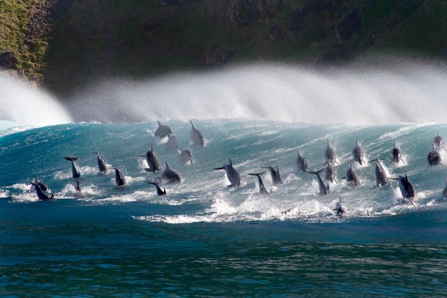 Blue Planet to return for new series