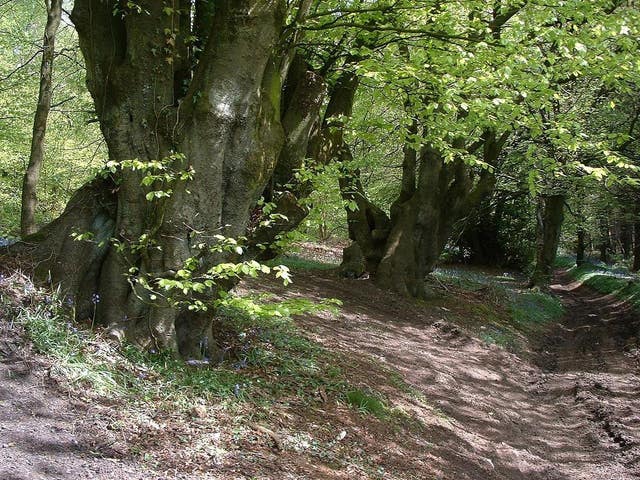 Declines in ancient and veteran trees are a major driver for the risks to the beetles (Rory Francis/PA)